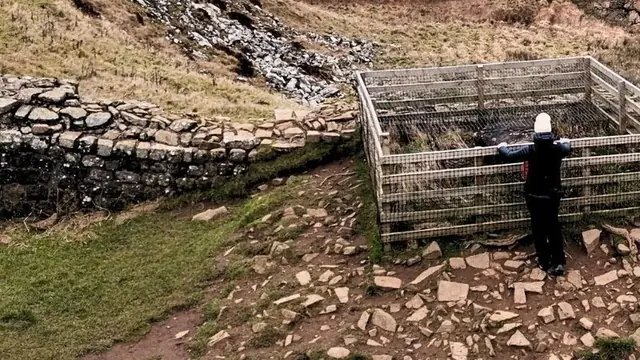 A walker leaning on the wooden fence around the felled Sycamore Gap stump, with Hadrian's Wall running past on the left